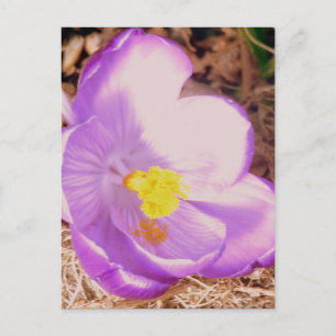 Cartão Postal Primavera Crocus roxo
