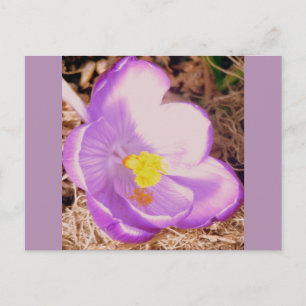 Cartão Postal Primavera Crocus roxo