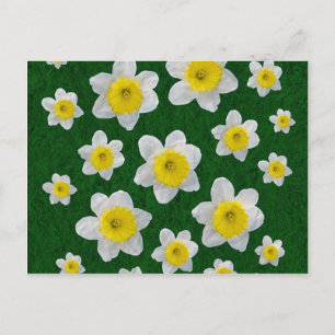 Cartão Postal Primavera Daffodils