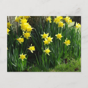 Cartão Postal Primavera Daffodils