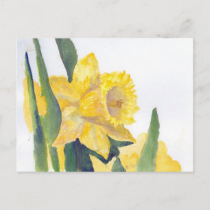 Cartão Postal Primavera Daffodils