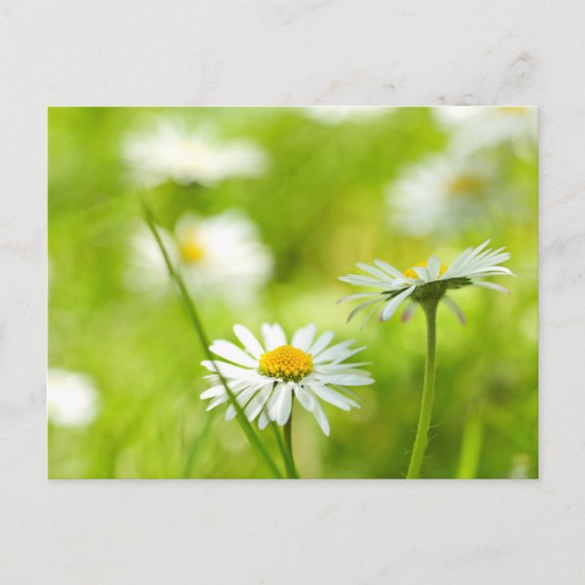 Cartão Postal Primavera daisies fechar (Frente)