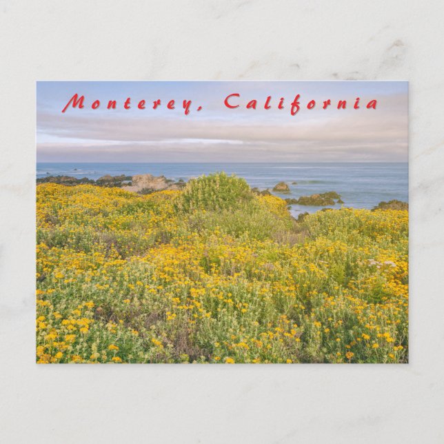 Cartão Postal Primavera de Monterey (Frente)