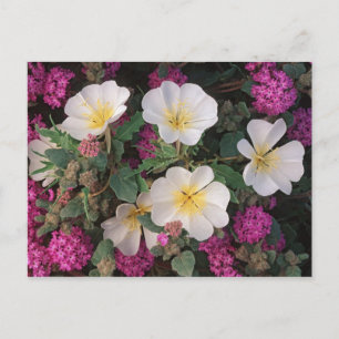 Cartão Postal Primavera do Deserto e Verbena da Areia do Deserto