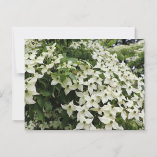 Cartão Postal Primavera Dogwoods em Marshall Bloom