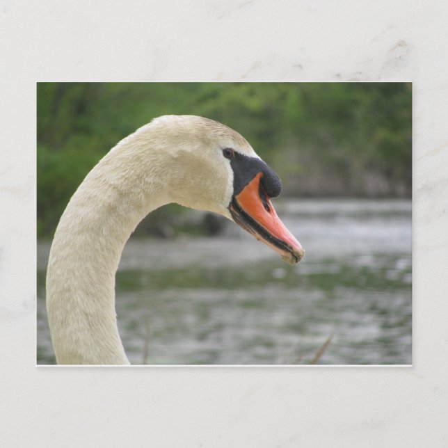 Cartão Postal Primavera em Framingham 2 (Frente)