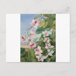 Cartão Postal Primavera Floral cor-de-rosa, Chá, Destino do Amor