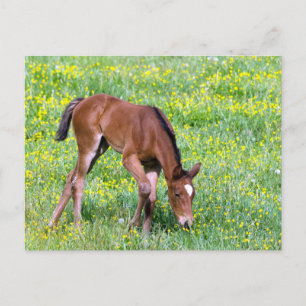 Cartão Postal Primavera Foal