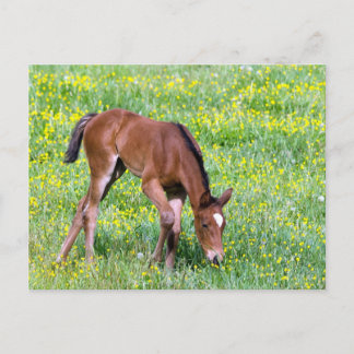 Cartão Postal Primavera Foal