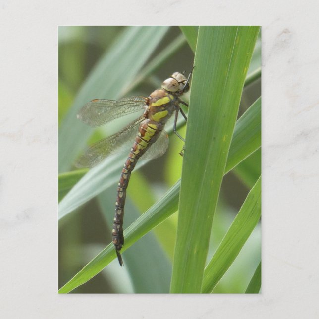Cartão postal Primavera Hawker Dragonfly DIY (Frente)