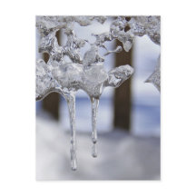 Primavera Icicles