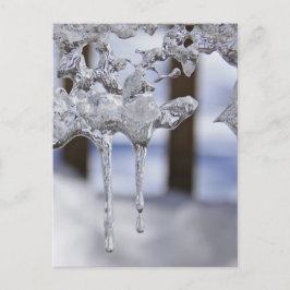 Cartão Postal Primavera Icicles