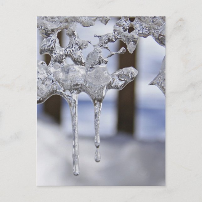 Cartão Postal Primavera Icicles (Frente)