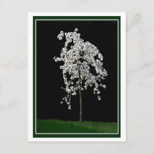 Cartão Postal Primavera In Bloom