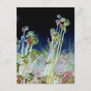 Cartão Postal "Primavera inicial" - Fiddlehead Ferns Digitalment