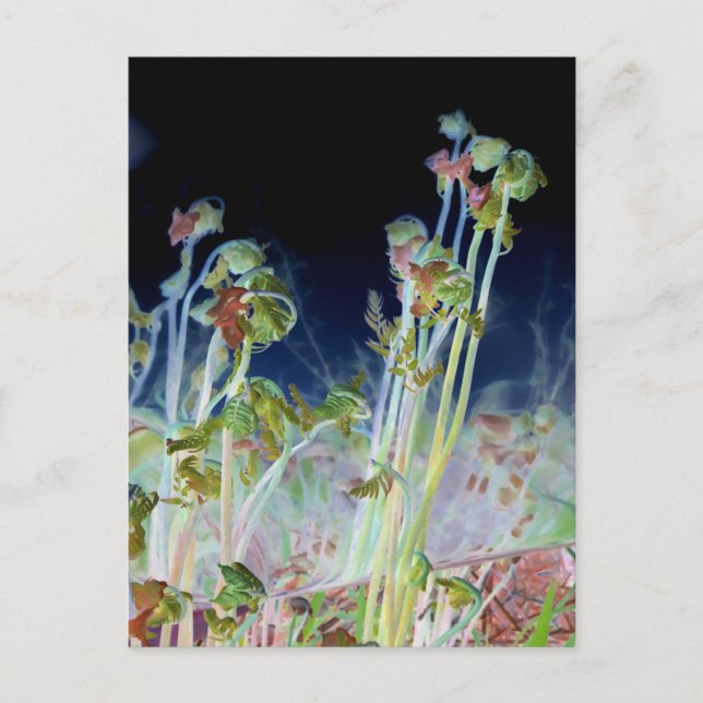 Cartão Postal "Primavera inicial" - Fiddlehead Ferns Digitalment (Frente)