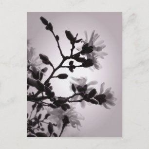 Cartão Postal Primavera Magnolia
