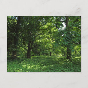Cartão Postal Primavera no bosque 01