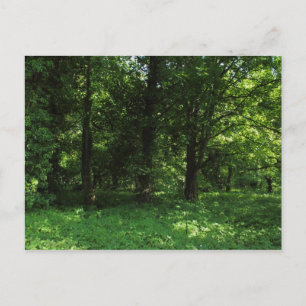 Cartão Postal Primavera no Bosque 02