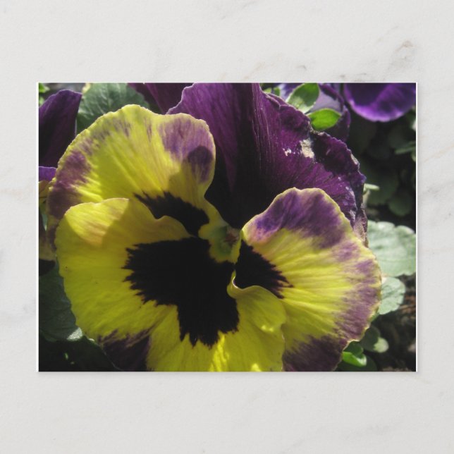 Cartão Postal Primavera Pansy (Frente)