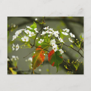Cartão Postal Primavera precoce