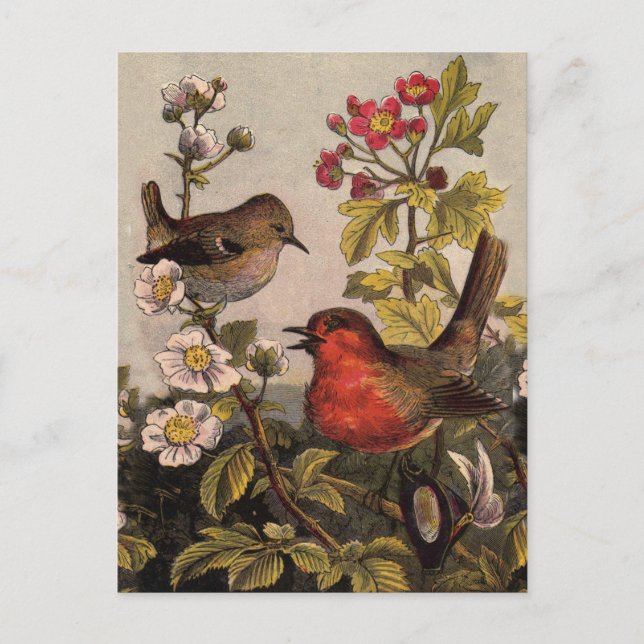 Cartão Postal Primavera Robin Birds Red Birds (Frente)