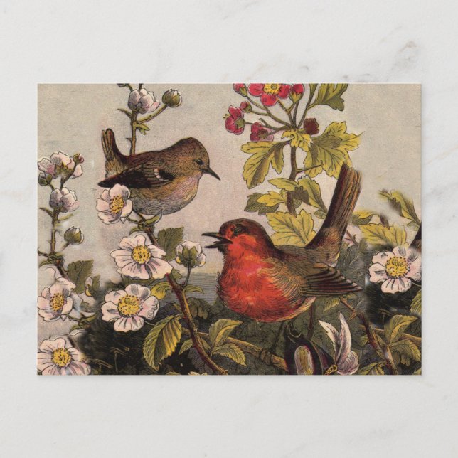 Cartão Postal Primavera Robin Birds Red Birds (Frente)
