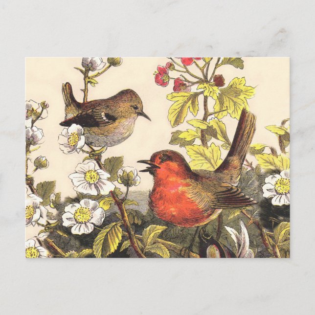Cartão Postal Primavera Robin Birds Red Birds (Frente)