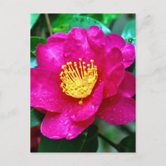 Cartão Postal Primavera Rosa