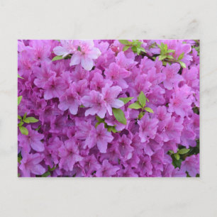 Cartão Postal Primavera Rosa Azaleas