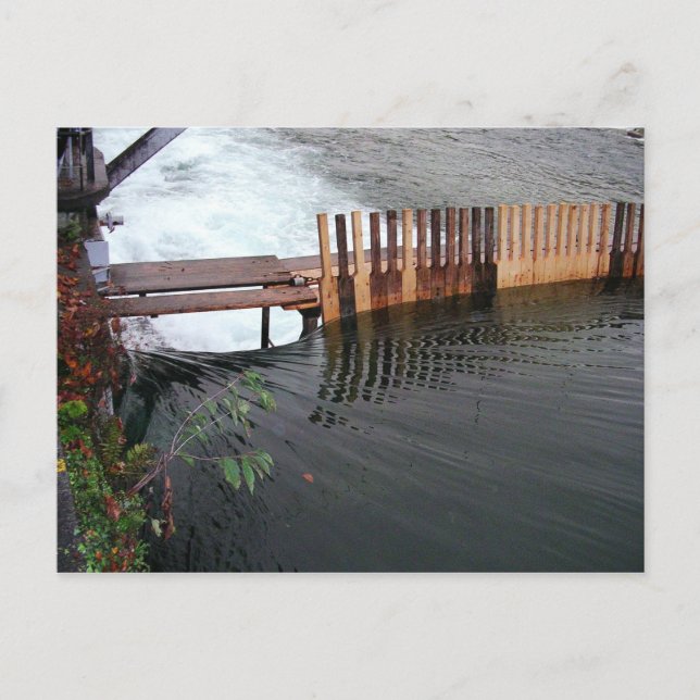 Cartão Postal Primavera Runoff (Frente)