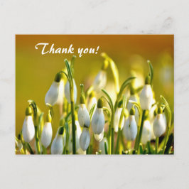 Cartão Postal Primavera Snowdroers Flores Obrigado
