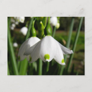 Cartão Postal Primavera Snowdrops