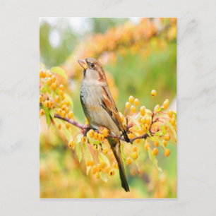 Cartão Postal Primavera Sparrow