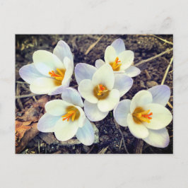Cartão Postal Primavera tem flores de Sprung Crocus