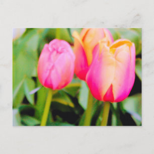 CARTÃO POSTAL PRIMAVERA TULIPS