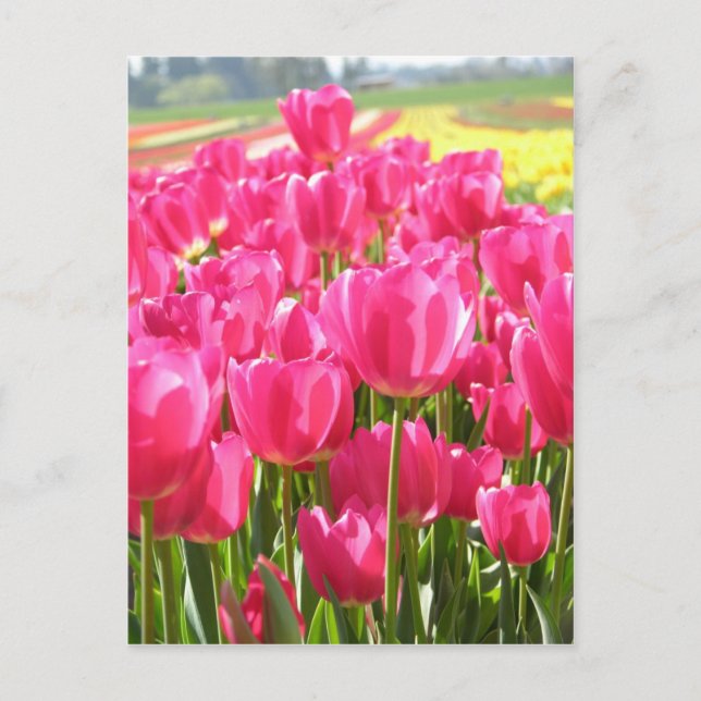 Cartão Postal Primavera Tulips no Oregon (Frente)