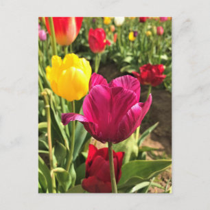 Cartão Postal Primavera Tulips, Oregon