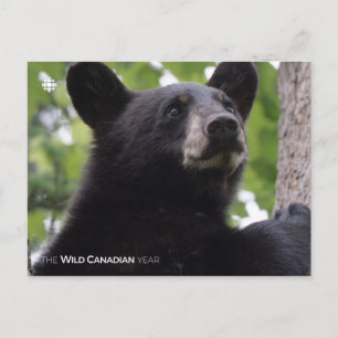 Cartão Postal Primavera - Urso Preto