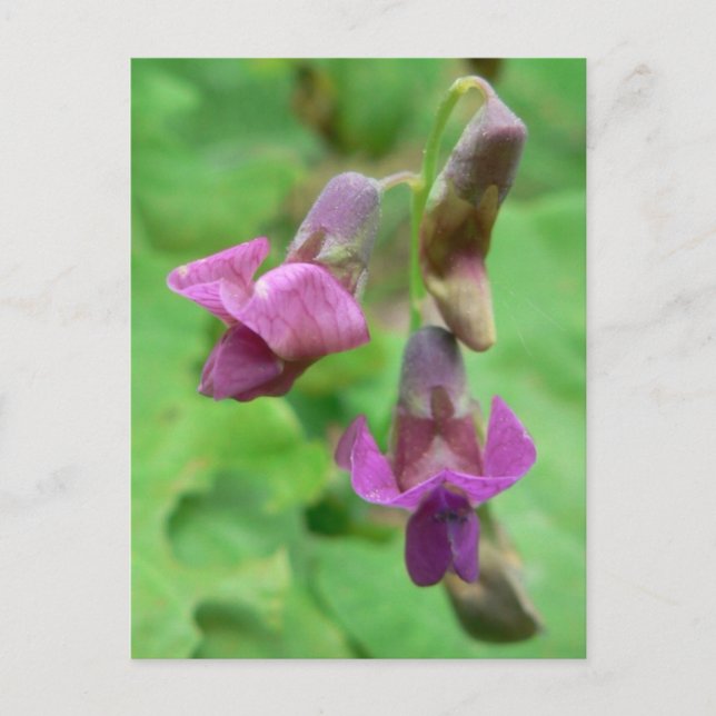 Cartão Postal Primavera Vetchling (Frente)
