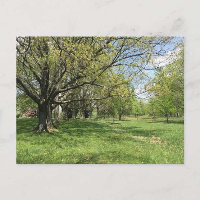 Cartão Postal Primavera Walk (Frente)