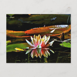 CARTÃO POSTAL PRIMAVERA WATER LILY EM UM PONTO