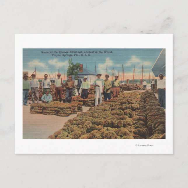 Cartão Postal Primaveras de Tarpon, FL - Cena de Troca de Esponj (Frente)