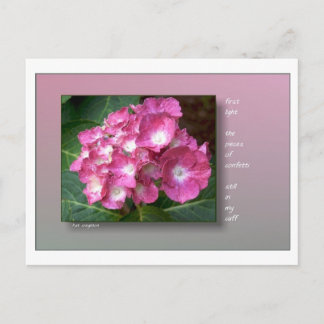 Cartão Postal Primeira Luz com Hydrangeas