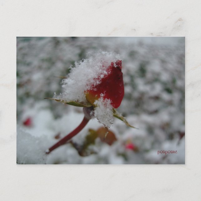 Cartão Postal primeira neve (Frente)