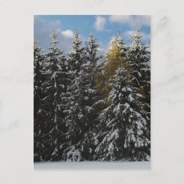 Cartão Postal Primeira neve 2009 (Frente)