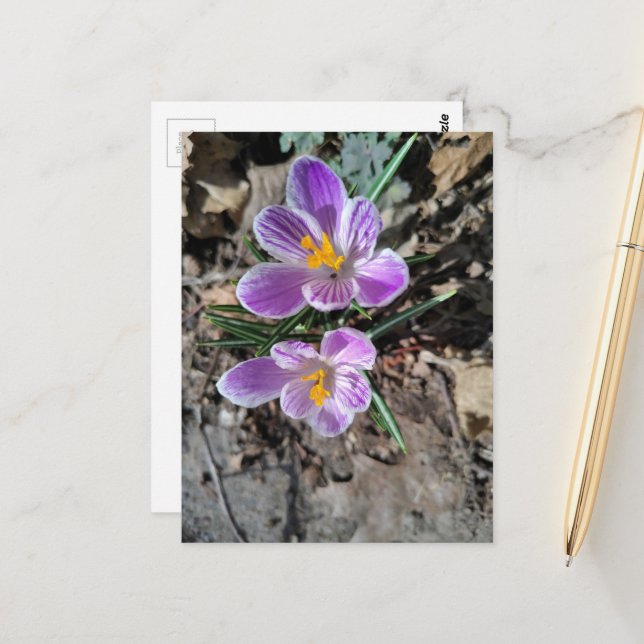 Cartão Postal Primeiras Flores da Primavera 2026 Crocus Roxo (Frente/Verso In Situ)
