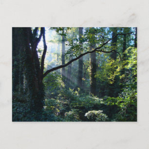 Cartão Postal Primeiro Cartão-Postal Claro