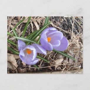 Cartão Postal Primeiro Crocus! -Postal