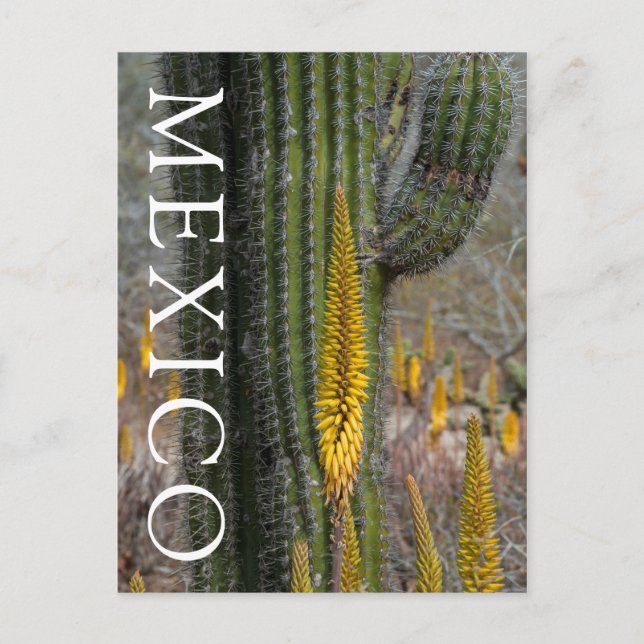 Cartão Postal Primeiro Plano de Cacto e Agave (Frente)